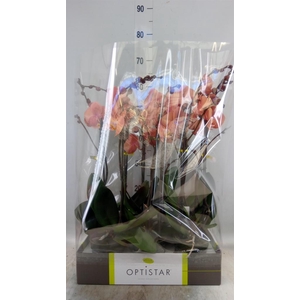 Phalaenopsis   ...orange