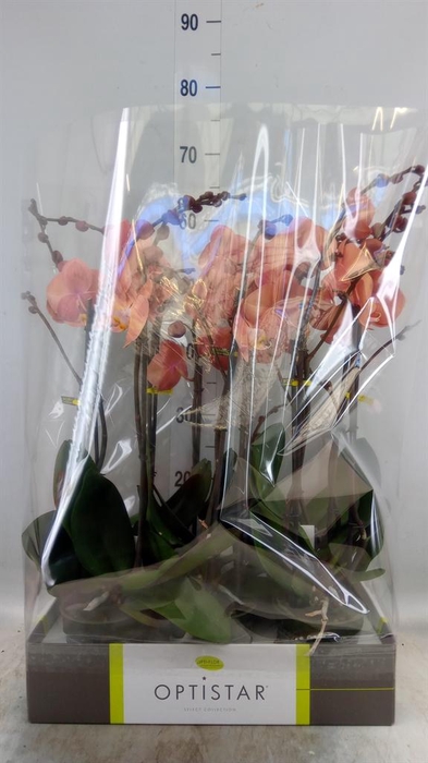 <h4>Phalaenopsis   ...orange</h4>