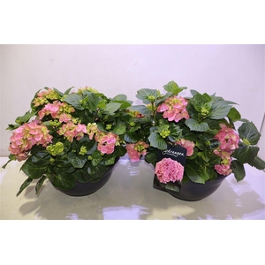 arr8 Hydr M Hi River