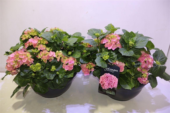 <h4>arr8 Hydr M Hi River</h4>