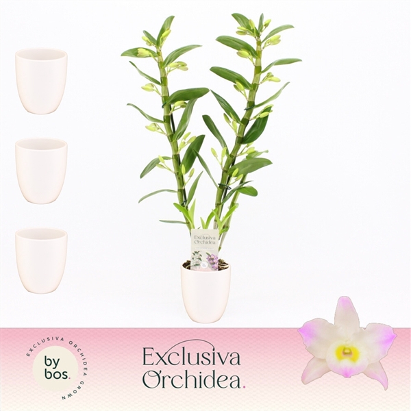 <h4>Dendrobium nobile Spring Dream 'Kumiko'</h4>