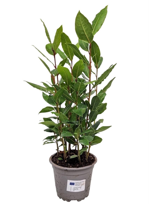<h4>Laurus Nobilis Bush</h4>