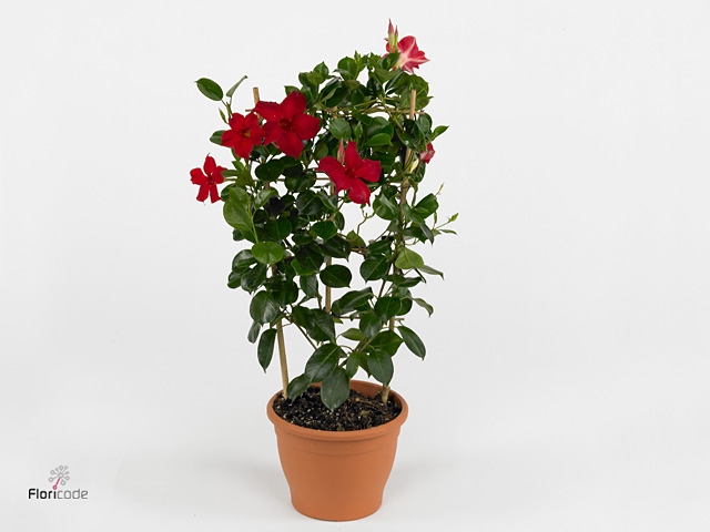 MANDE DI JADE SCARLE