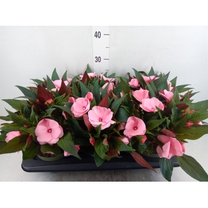Impatiens NG 'Tamarinda Pink'