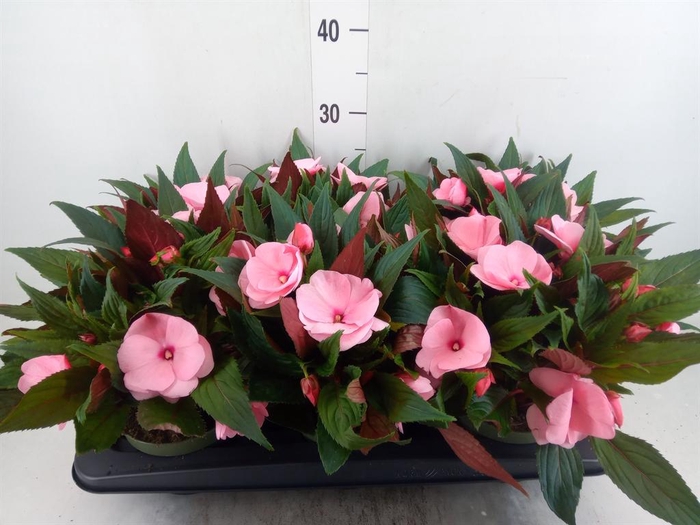 <h4>Impatiens NG 'Tamarinda Pink'</h4>