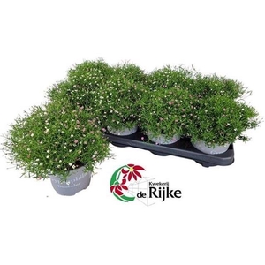 GYPS MURALIS GEM POT