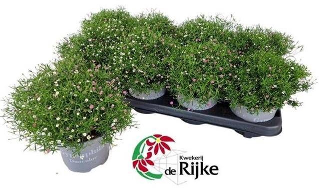 <h4>GYPS MURALIS GEM POT</h4>