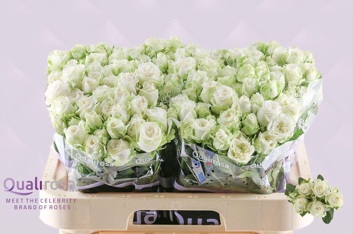 <h4>R Tr Miss Bombastic</h4>