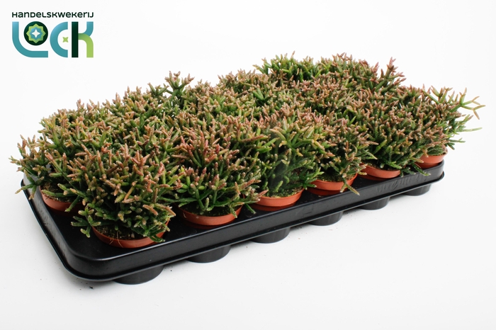 <h4>Rhipsalis Burchellii</h4>