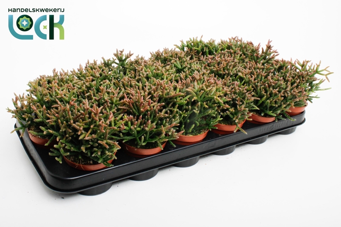 <h4>Rhipsalis Burchellii</h4>