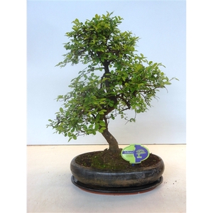 Zelkova parvifolia, 29cm., shape, with driptray