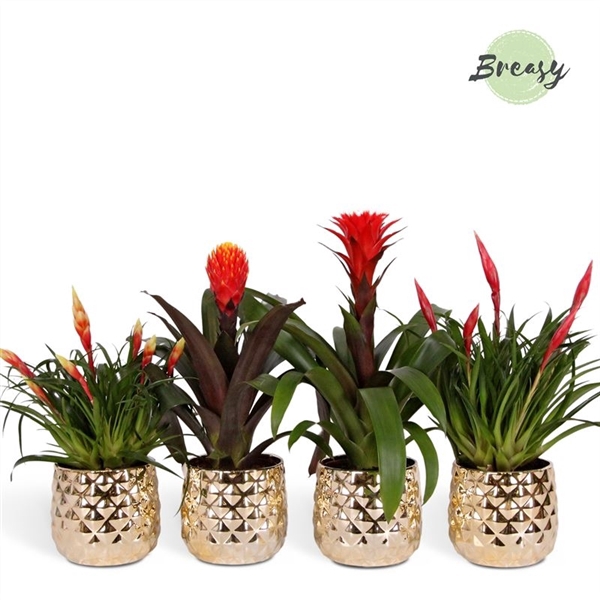<h4>Bromelia Royal Classic - 13cm in Royal Crown | Mimesis</h4>