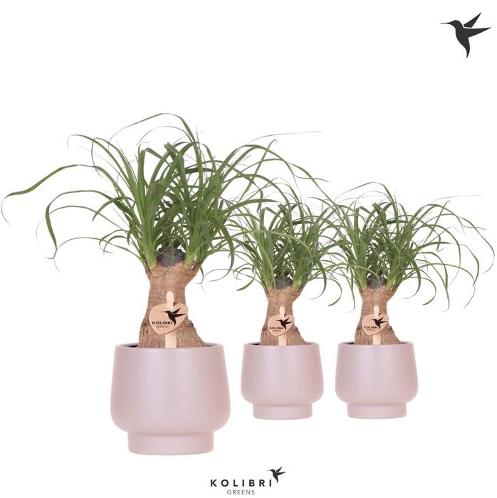 <h4>Kolibri Greens Beaucarnea in Scandic pot taupe</h4>