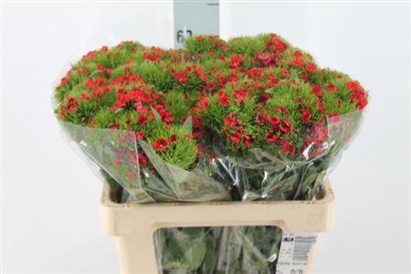 <h4>Di Barb It. Red</h4>