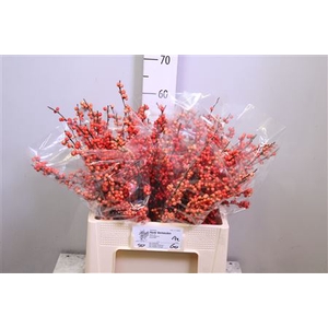 Ilex Ve Oudijks Orange