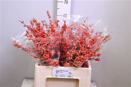 <h4>Ilex Ve Oudijks Orange</h4>