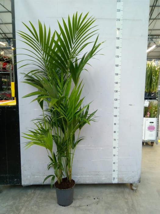 <h4>Howea forsteriana</h4>