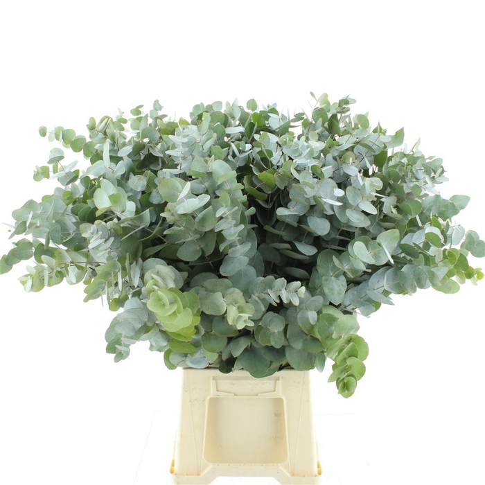 <h4>Euca Cinerea P Stem 65cm South Africa</h4>