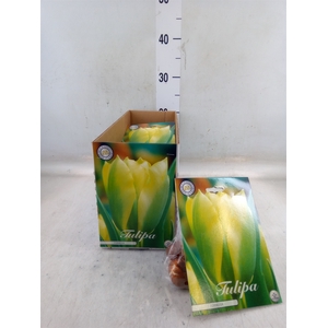 Tulipa   ...flowerbulbs