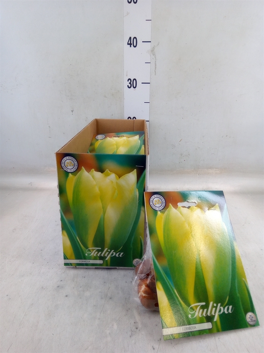 <h4>Tulipa   ...flowerbulbs</h4>