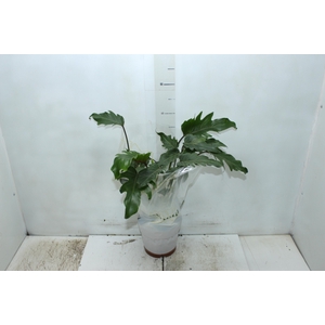 PHILODENDRON XANADU P17