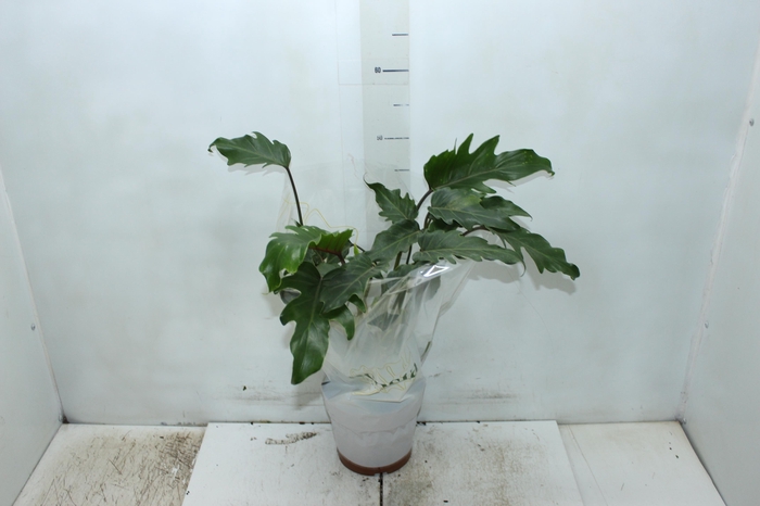 <h4>PHILODENDRON XANADU P17</h4>