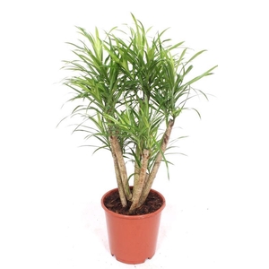 Dracaena Anita