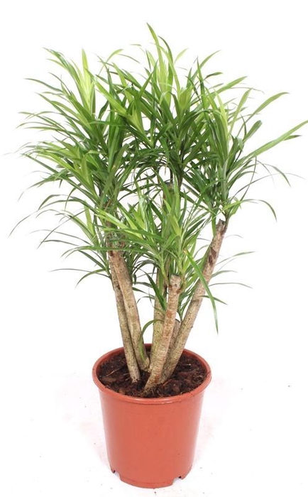 <h4>Dracaena Anita</h4>