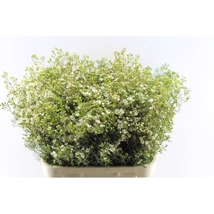 Chamelaucium Un Jupiter Moon