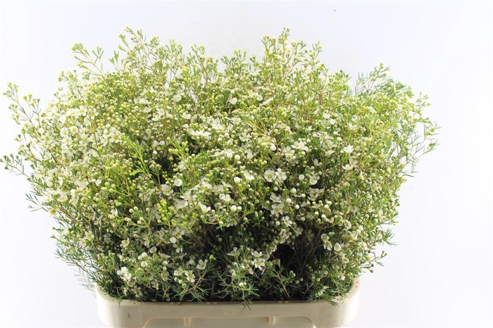 <h4>Chamelaucium Un Jupiter Moon</h4>