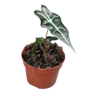 Alocasia