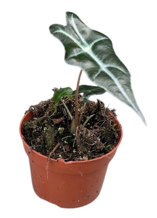<h4>Alocasia</h4>