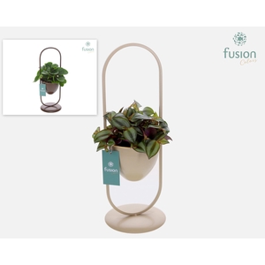 Rek metaal met 1 pot div. kleuren met groene plant