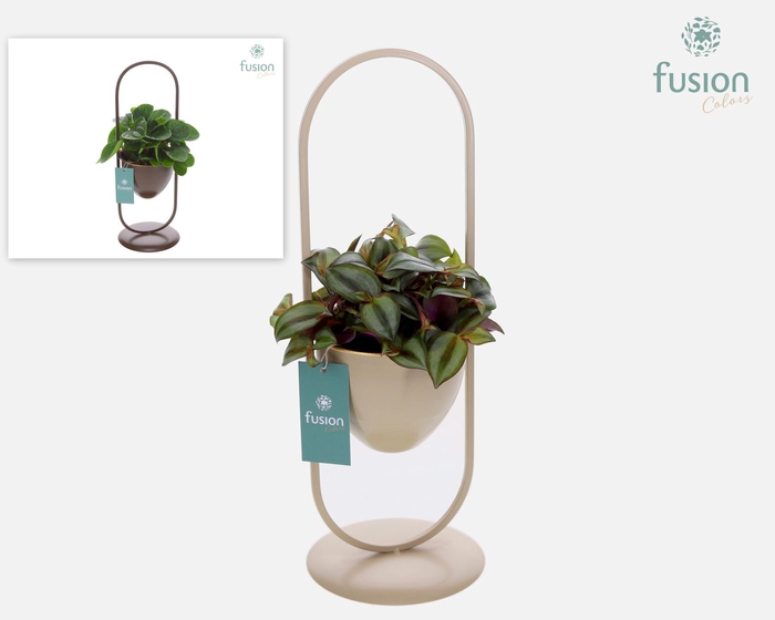 <h4>Rek metaal met 1 pot div. kleuren met groene plant</h4>