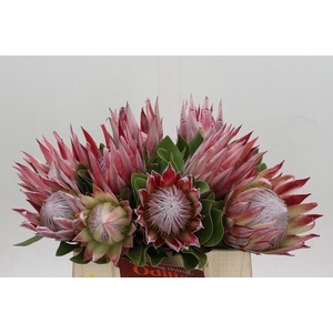 Protea Cynaroides