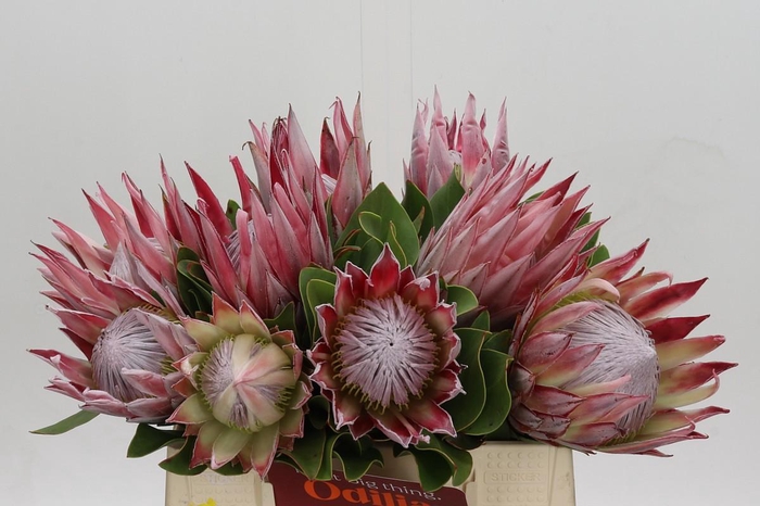 <h4>Protea Cynaroides</h4>