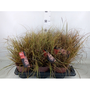 Uncinia rubra 'Everflame'