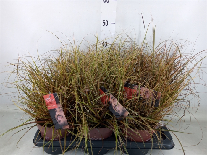<h4>Uncinia rubra 'Everflame'</h4>