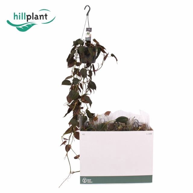 <h4>PHIL SCANDENS MICANS</h4>