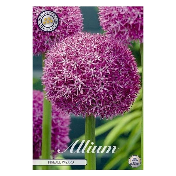<h4>Allium Pinball Wizard x 1 20/22</h4>