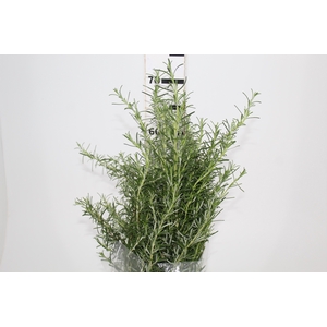 FOLH. ALECRIM 050 CM