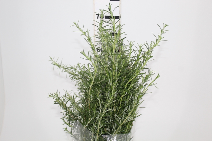 <h4>FOLH. ALECRIM 050 CM</h4>