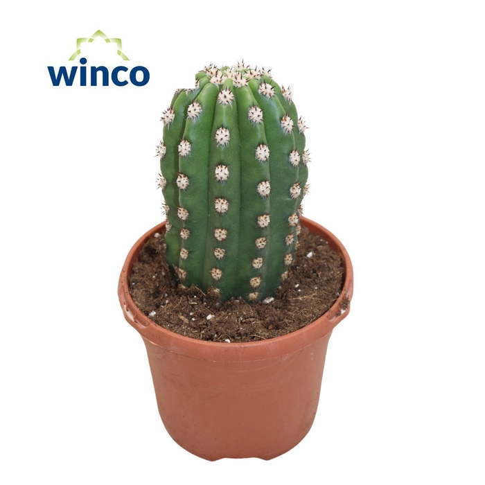 <h4>Trichocereus Grandiflorus</h4>