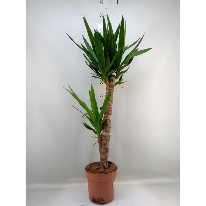 <h4>Yucca   ...</h4>