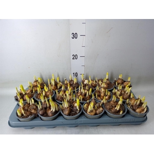 Narcissus  'Tete a tete'