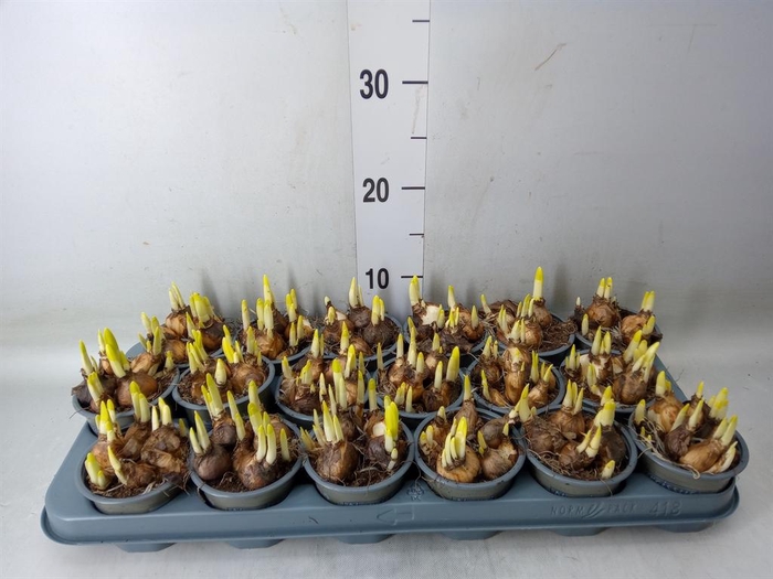 <h4>Narcissus 'Tete a tete'</h4>