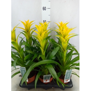 Guzmania  'Desire'