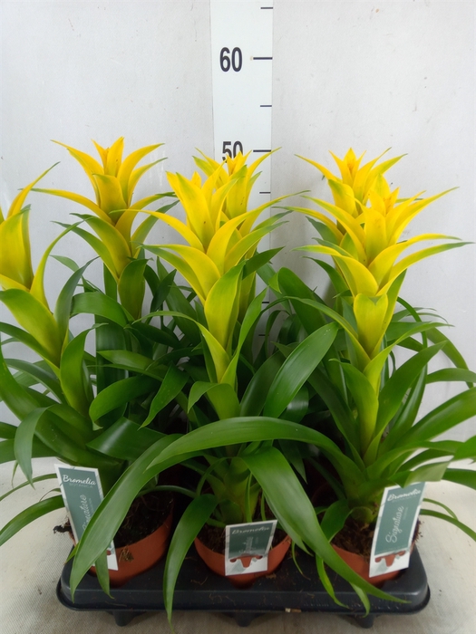 <h4>Guzmania  'Desire'</h4>