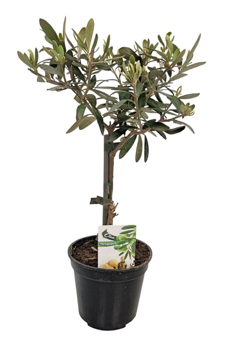 <h4>OLEA EUROPAEA</h4>