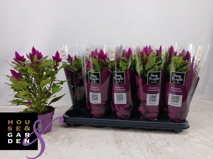 <h4>CEL DEEP PURPLE</h4>